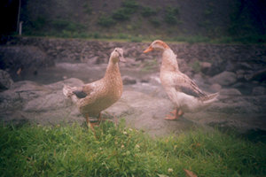 riverbed